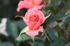 GladneyRoseGarden_24-10_SundosSchneider_07