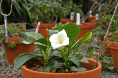 Greenhouse_24-07_ SundosSchneider_08
