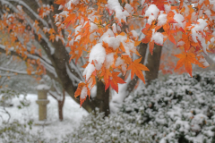 JapaneseGarden_24-11_SundosSchneider_31