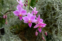 OrchidShow_24_SundosSchneider_15