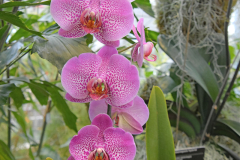 OrchidShow_24_SundosSchneider_40