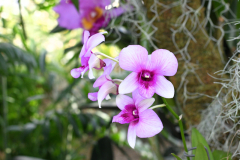 OrchidShow_25_SundosSchneider_25