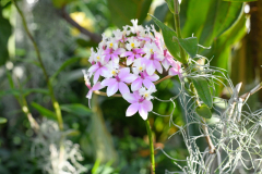 OrchidShow_25_SundosSchneider_27