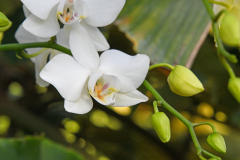 OrchidShow_25_SundosSchneider_49