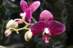 OrchidShow_25_SundosSchneider_66