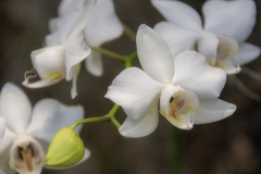 OrchidShow_25_SundosSchneider_71