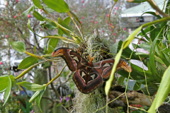 BH_Atlas_Moth_2023-03_SundosSchneider_09