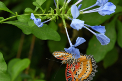 BH_Butterfly_2023-02_SundosSchneider_35