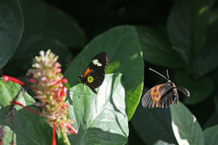 BH_Butterfly_2024-08_SundosSchneider_10