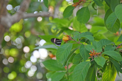 BH_Butterfly_2024-08_SundosSchneider_13
