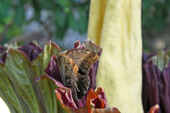 BH_CorpseFlower_24_SundosSchneider_08