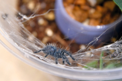BH_Endangered_Antilles_Pinktoe_Tarantula_SundosSchneider_05